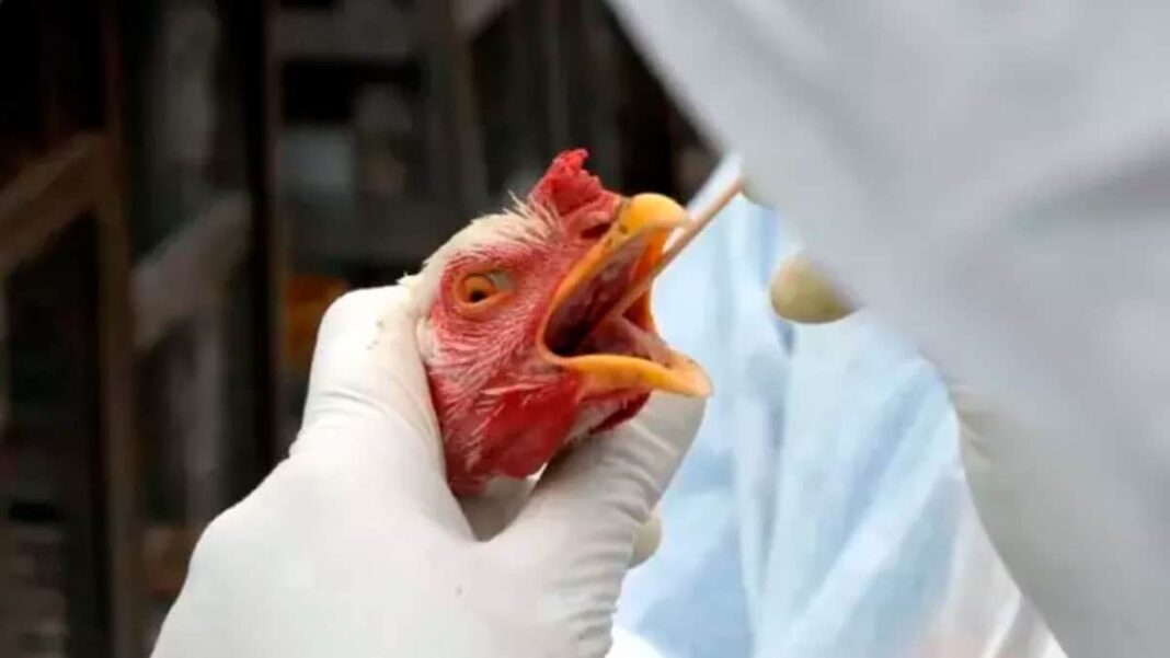 Gripe aviárias faz Governo Federal orientar estados a declarar emergência zoossanitária