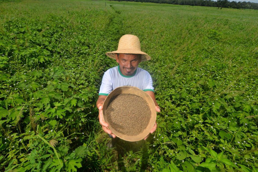 Manacapuru recebe R$ 1,8 milhão para produção de sementes de malva