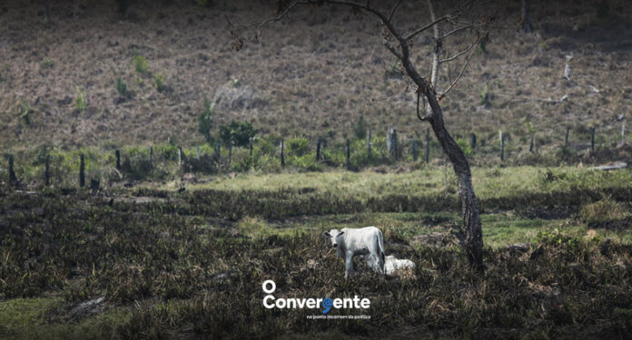 Fazenda, ilegal, marabá