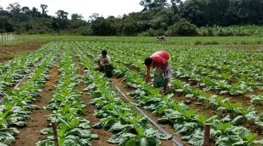 #Amazonas Agricultores, Programa Garantia Safra, Inscrições,