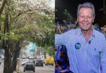 Plantados na gestão de Arthur Virgílio, ipês transformam a Djalma Batista